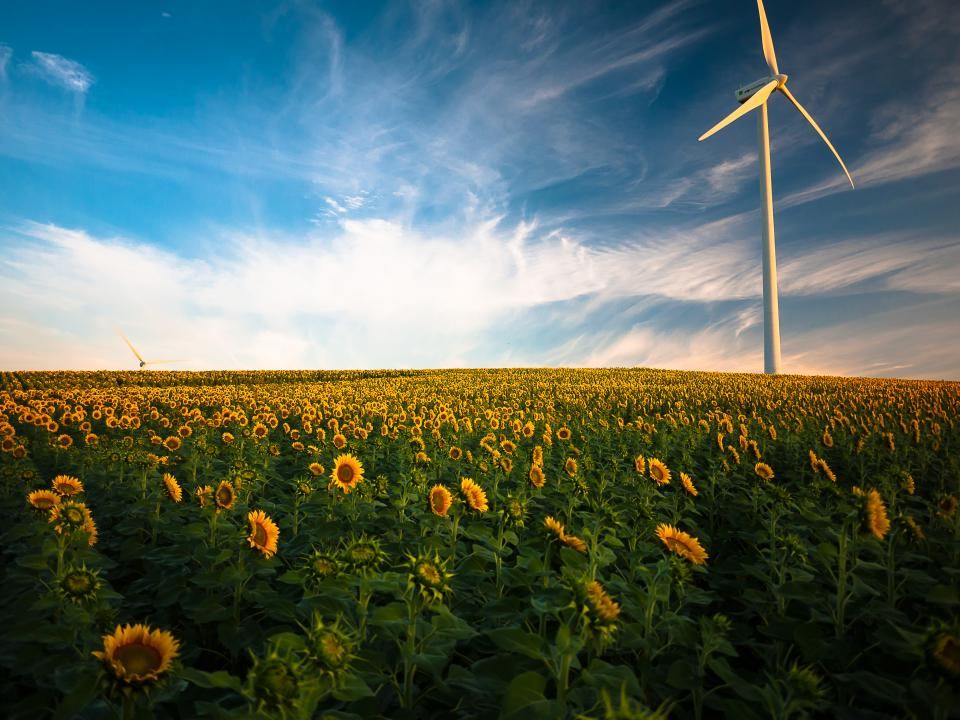 Campo de girasoles bajo el cielo azul