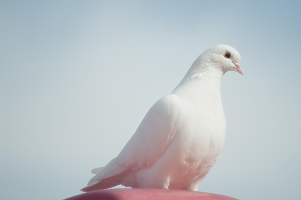 Paloma blanca