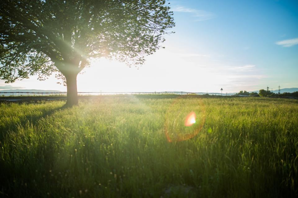 Árbol en un campo verde con el sol detrás