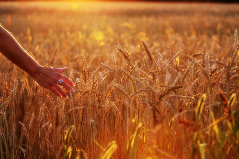 Mano acariciando un campo de trigo al atardecer