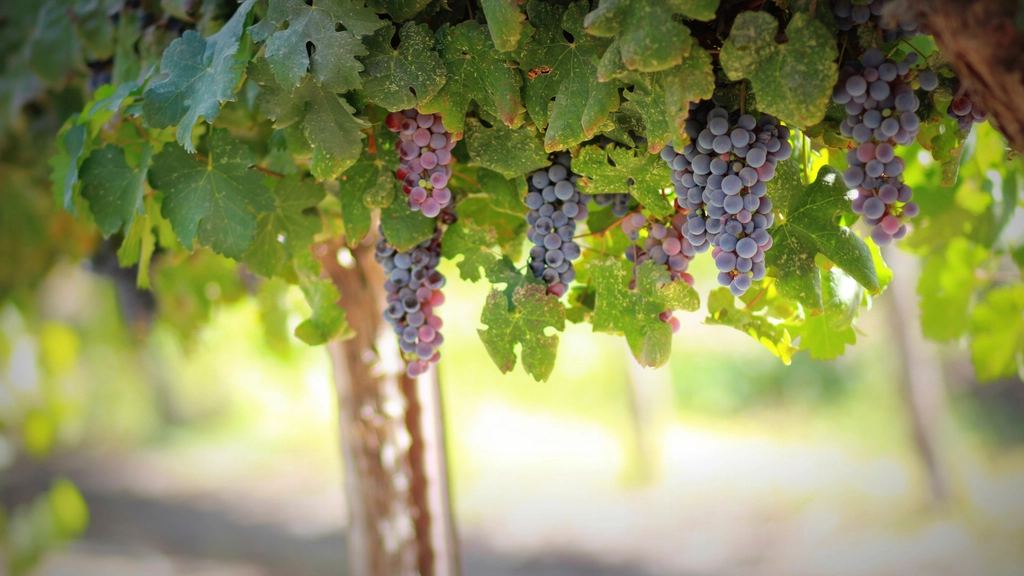 Racimos de uvas en la vid